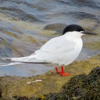 Roseate Tern